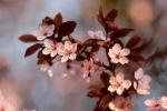 Fleurs_de_Prunus
