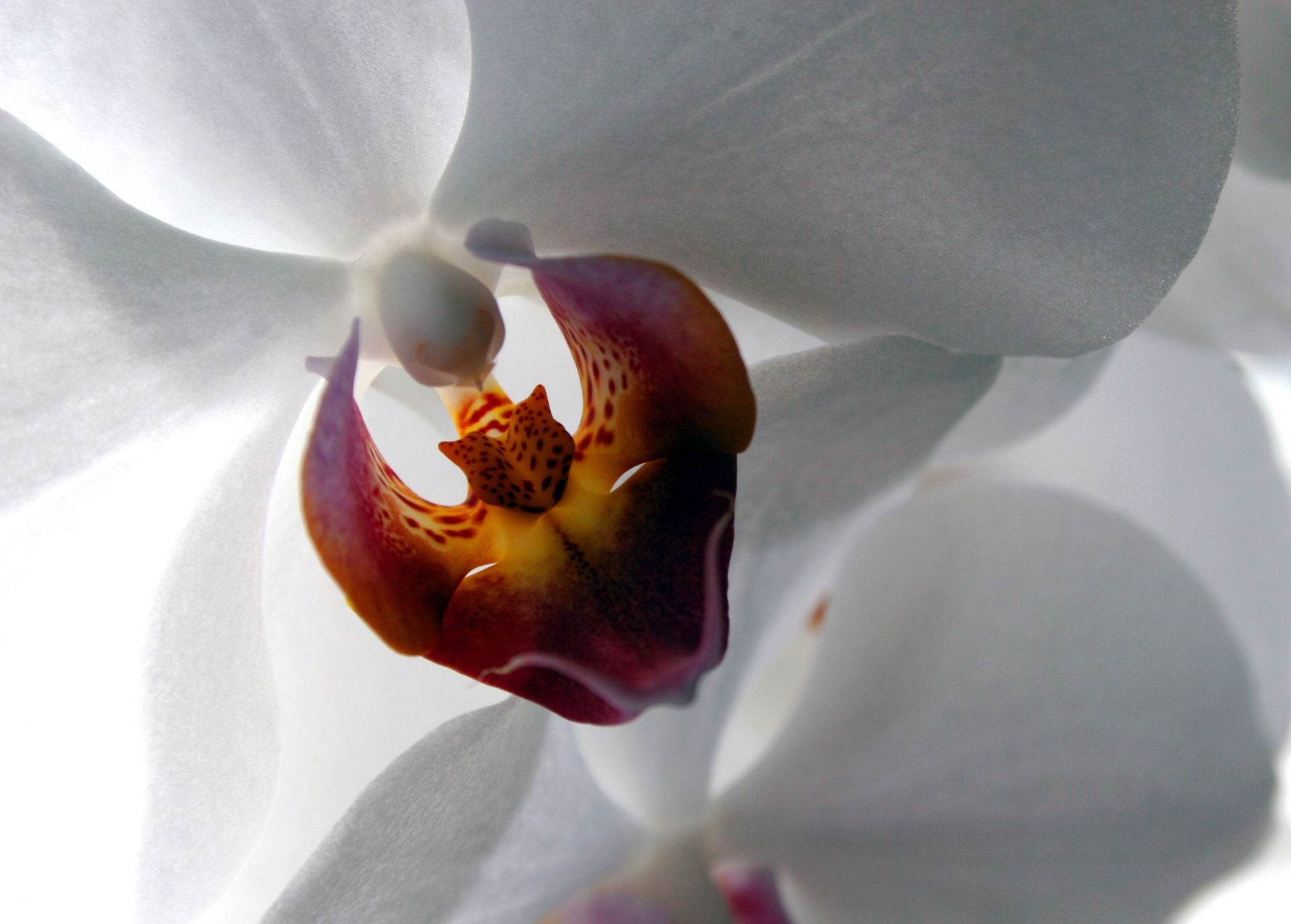 White Orchid. starwars32. 